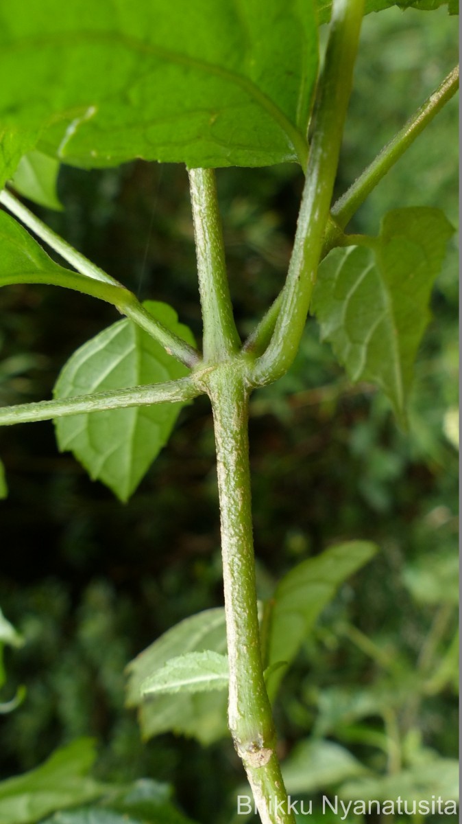 Pogostemon heyneanus Benth.